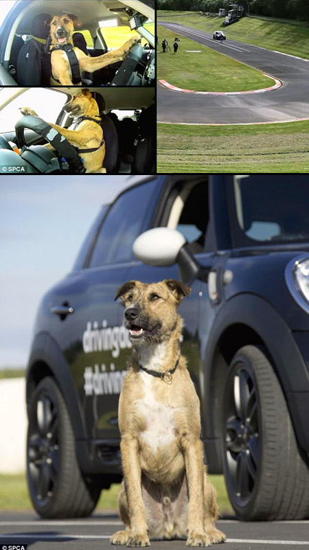 porter-driving-dog