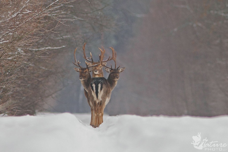 three-deer-perfect-timing